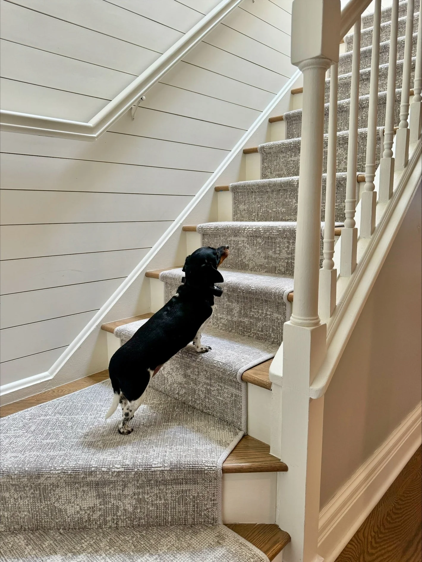 Stair Runner 240229 janelle davis hillside shadow stanton dog side
